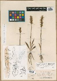 Spiranthes cernua image