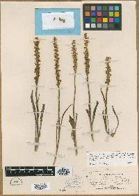 Spiranthes cernua image