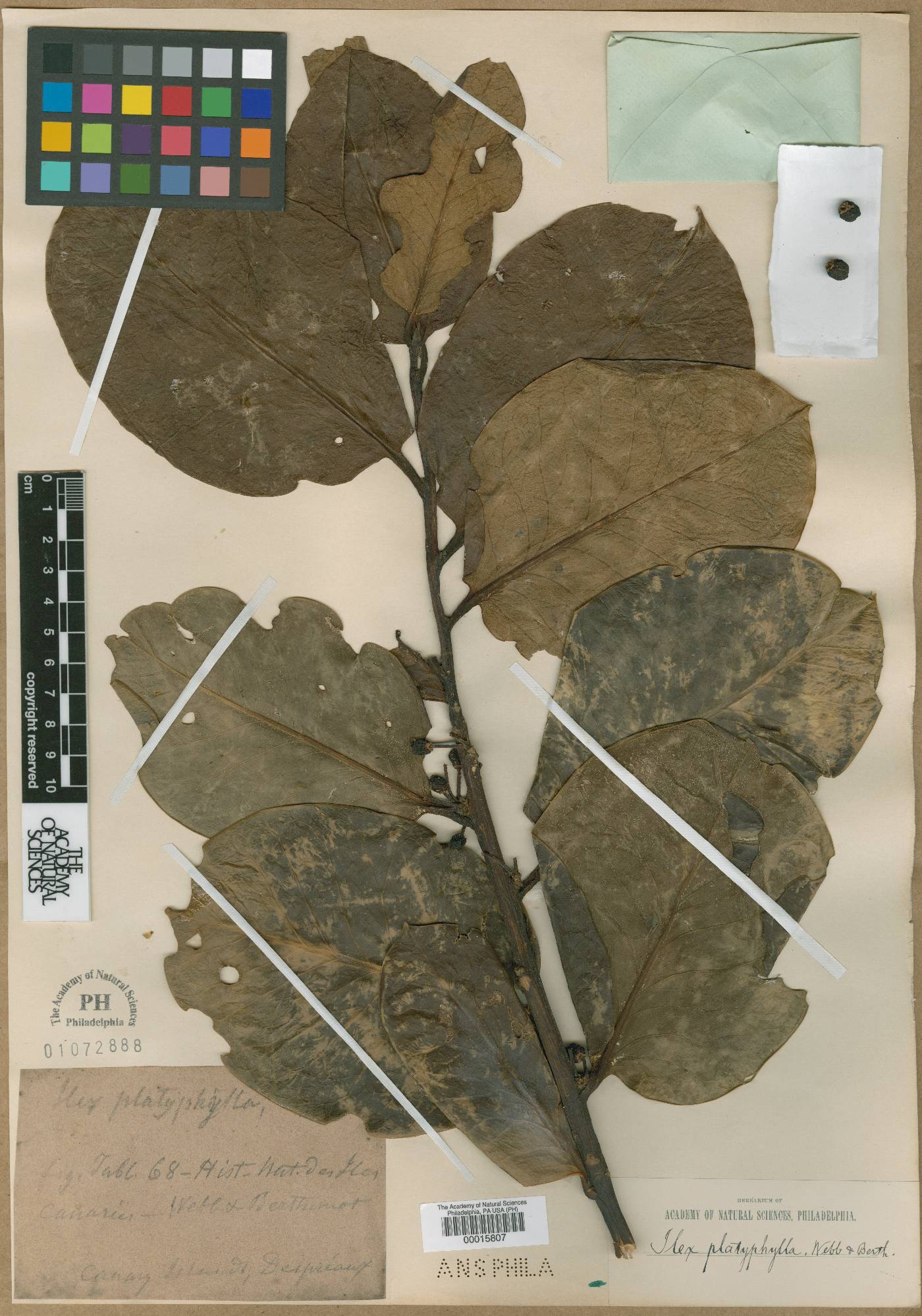 Ilex perado subsp. platyphylla image