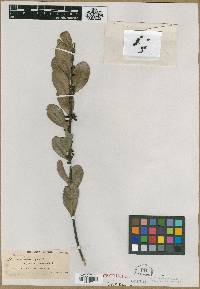Ilex dioica image