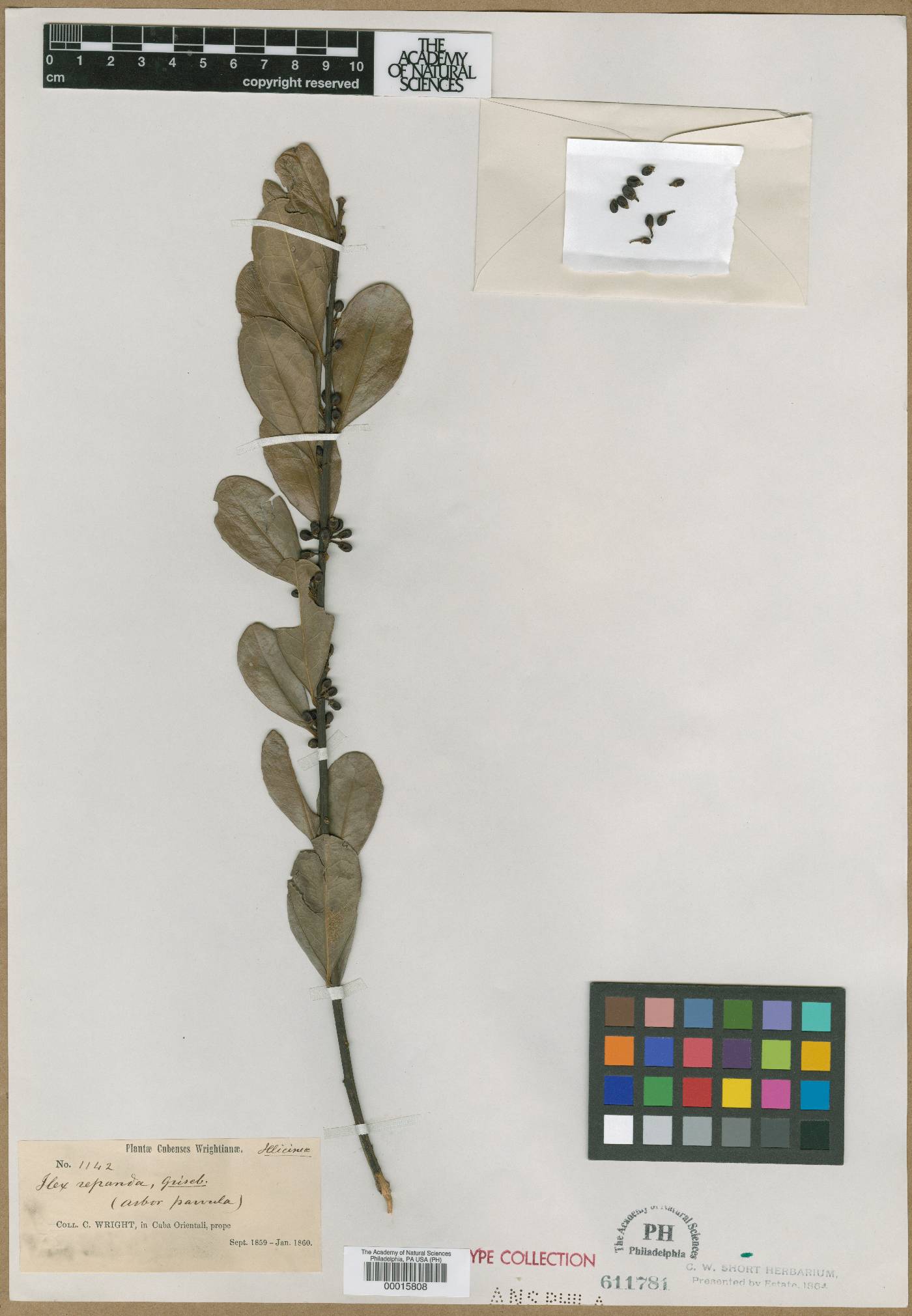 Ilex dioica image