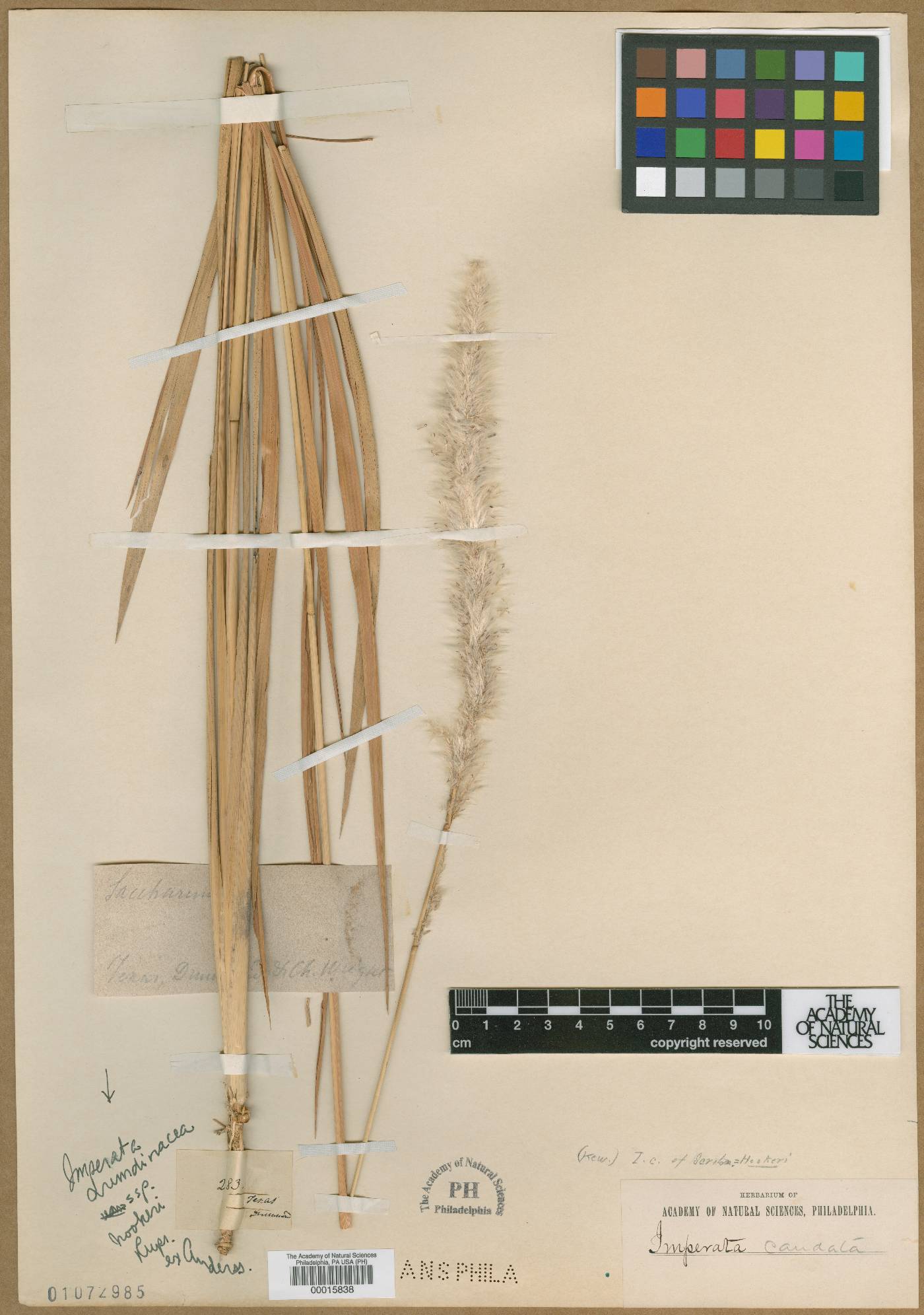 Imperata caudata image