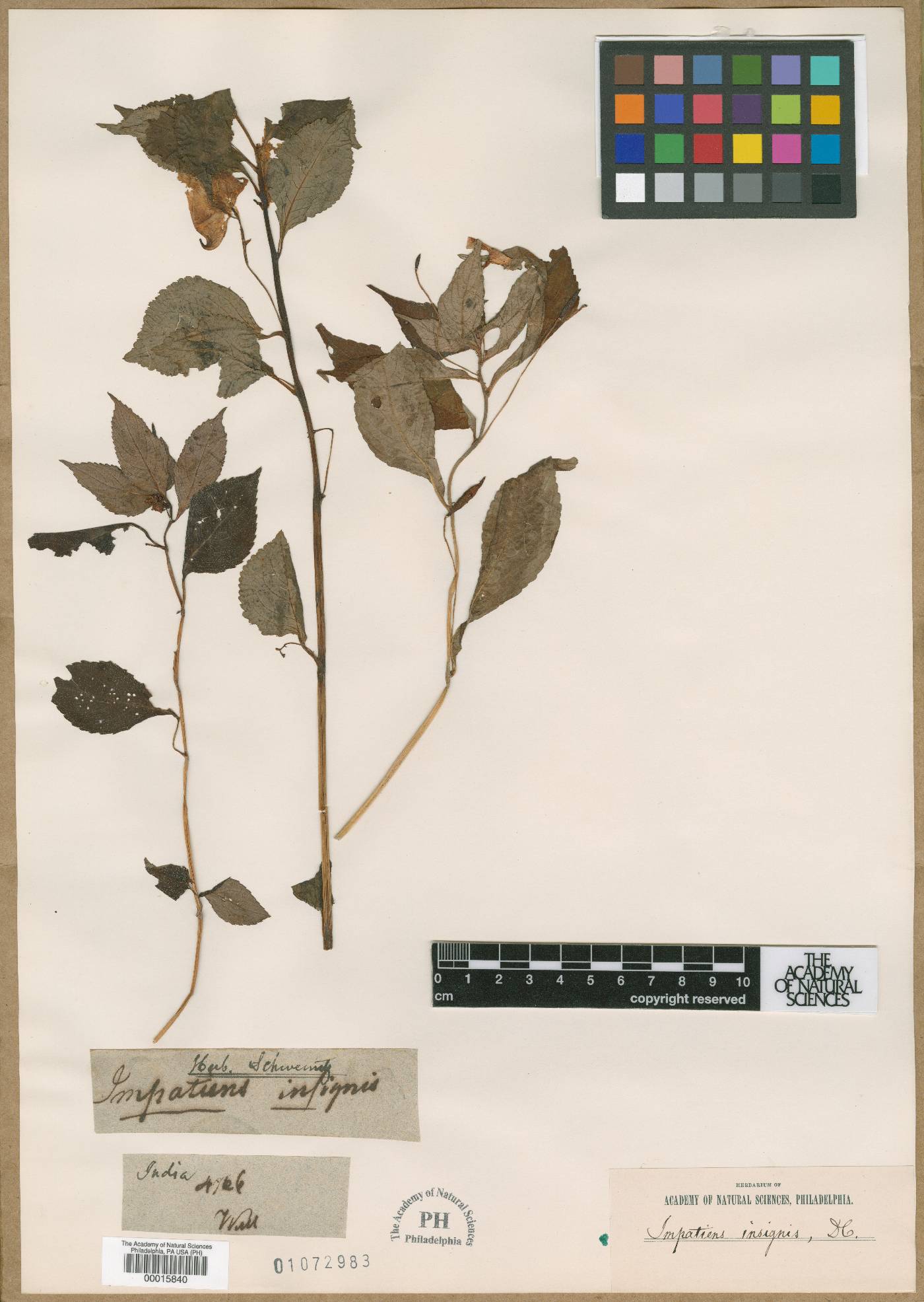 Impatiens insignis image