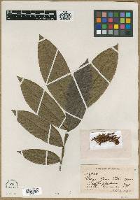 Inga densiflora image