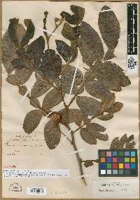 Inga adenophylla image