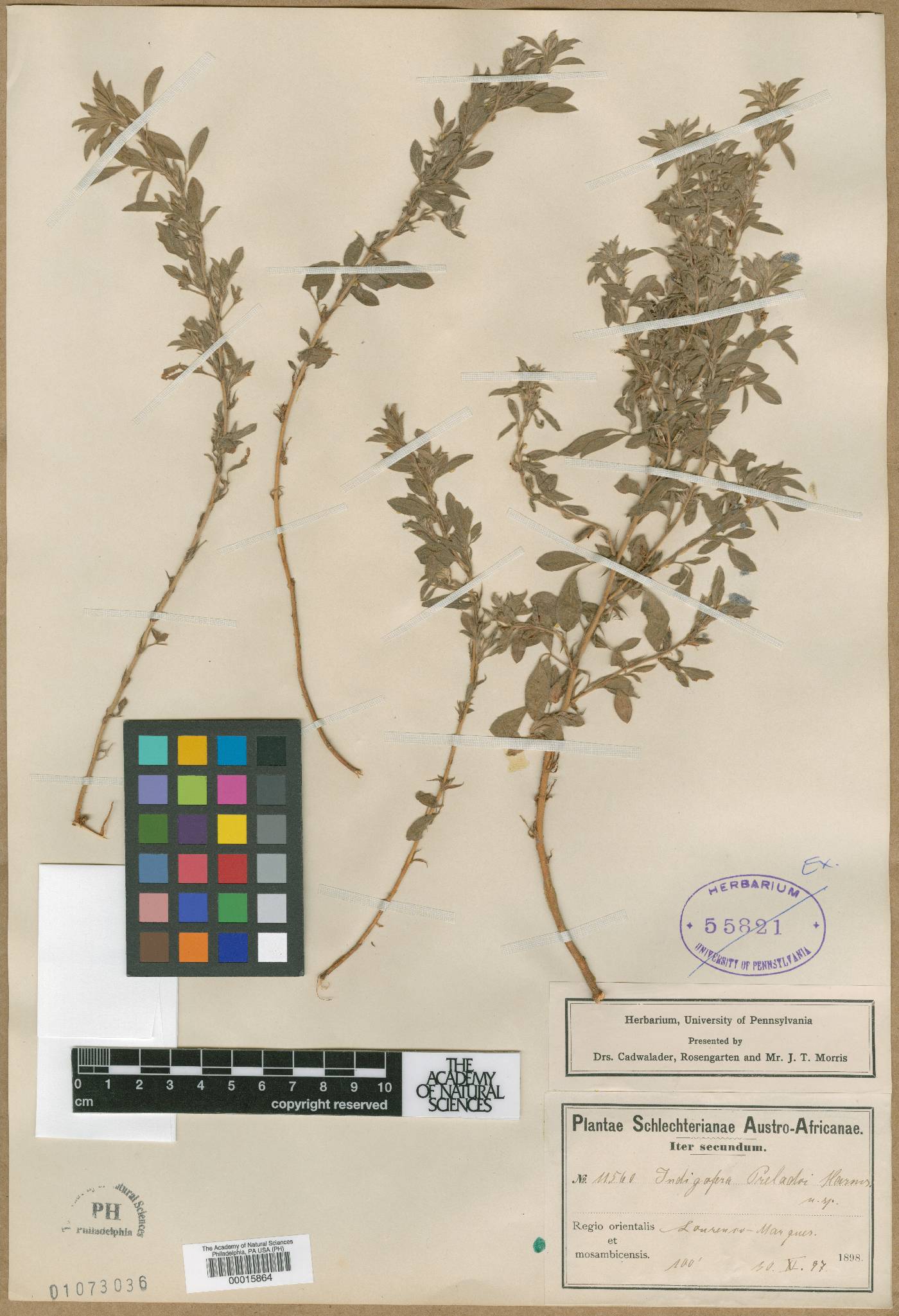 Indigofera preladoi image