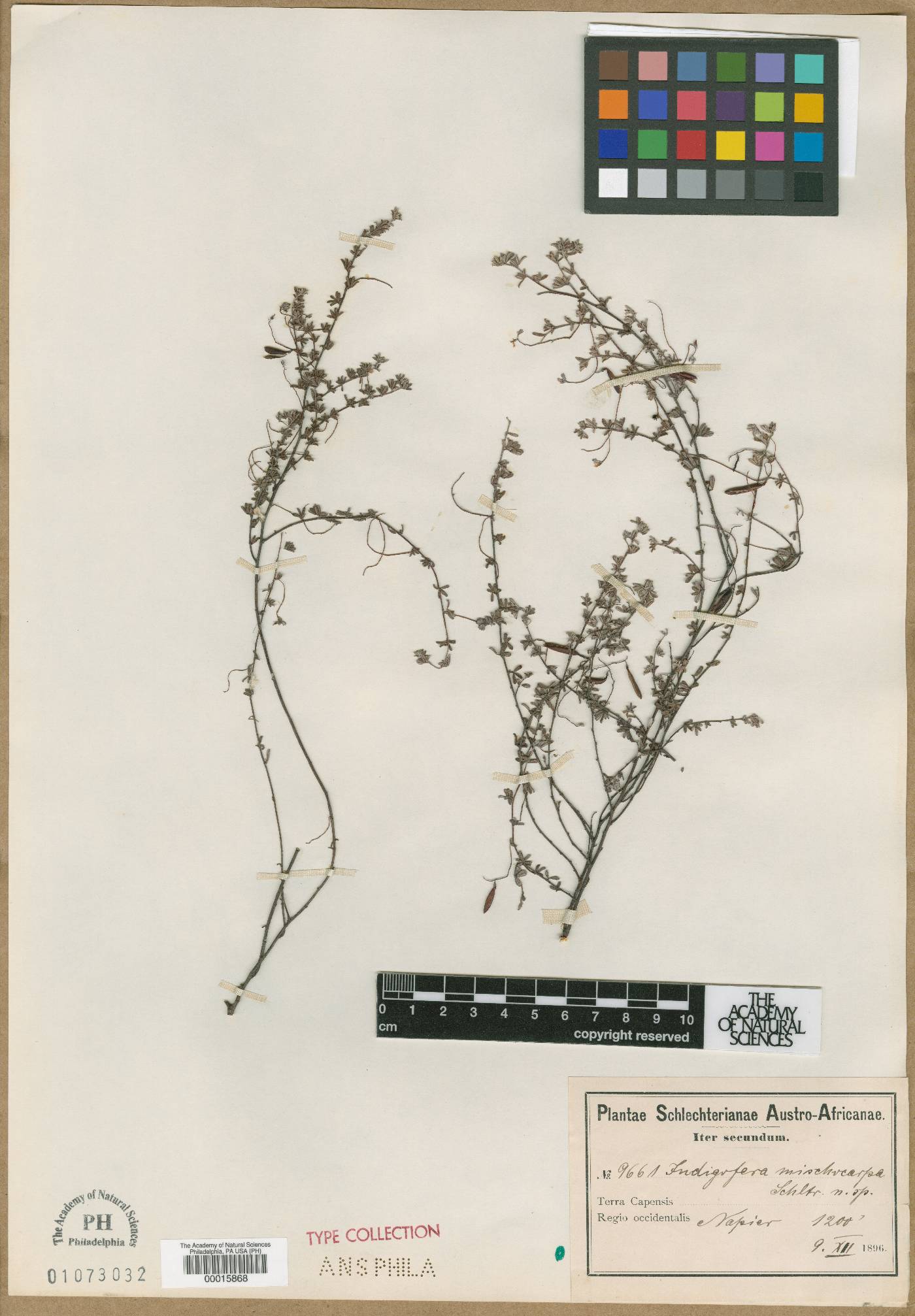 Indigofera mischocarpa image