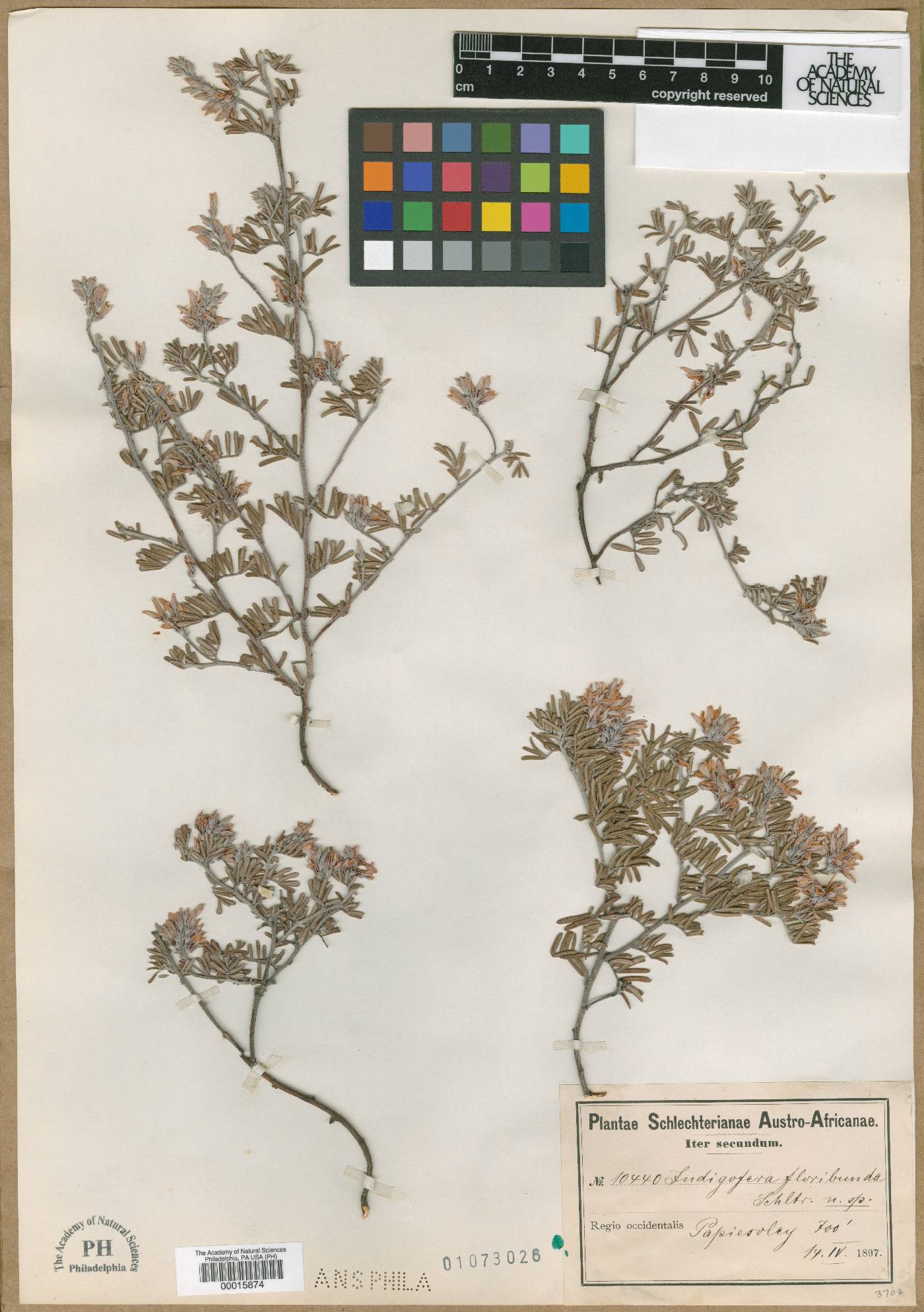 Indigofera floribunda image