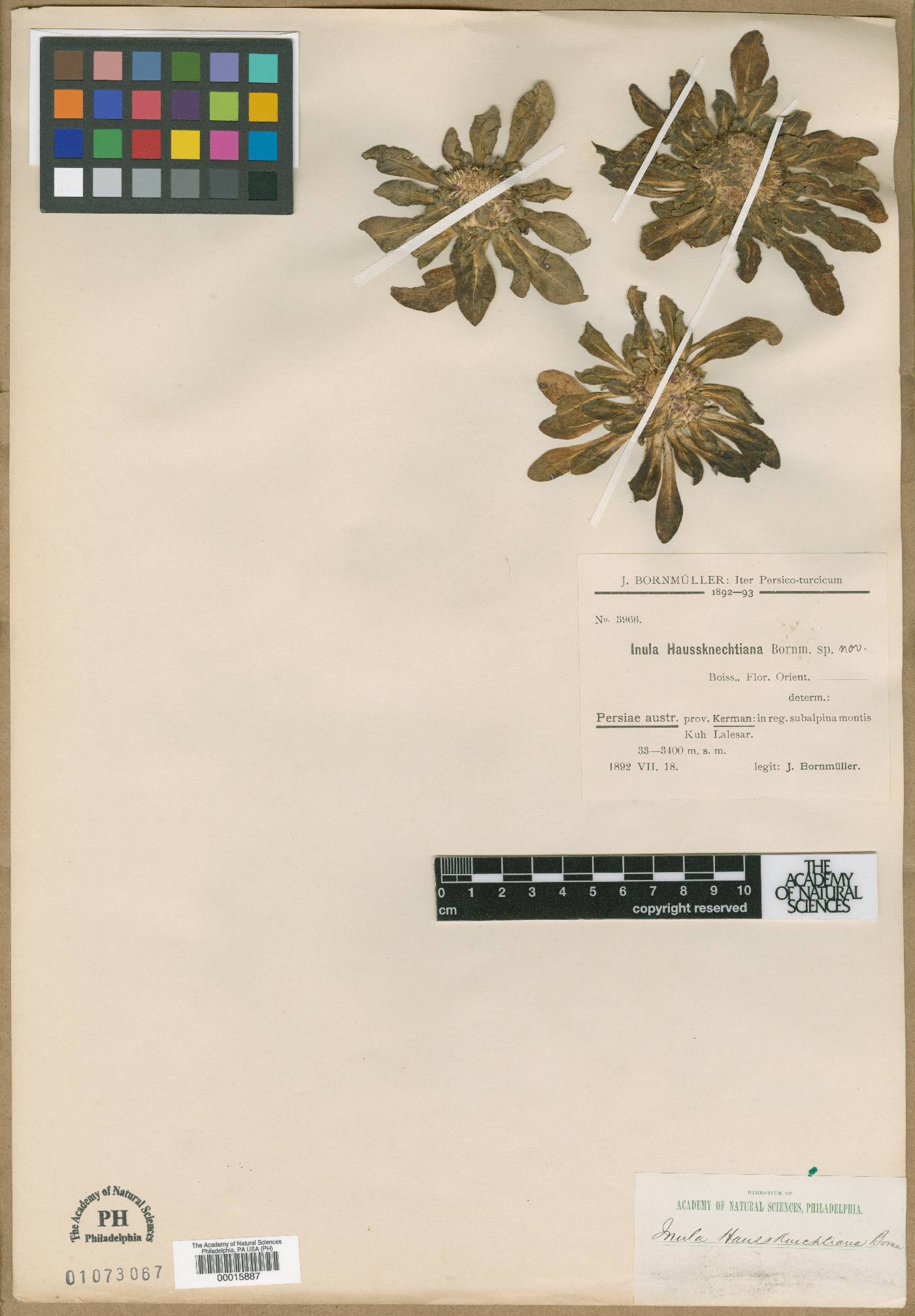 Inula rhizocephala image