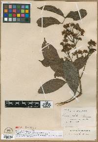 Inga acreana image