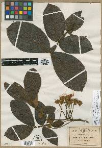 Inga latibracteata image