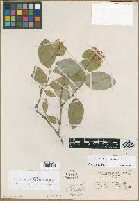 Lonicera dioica image