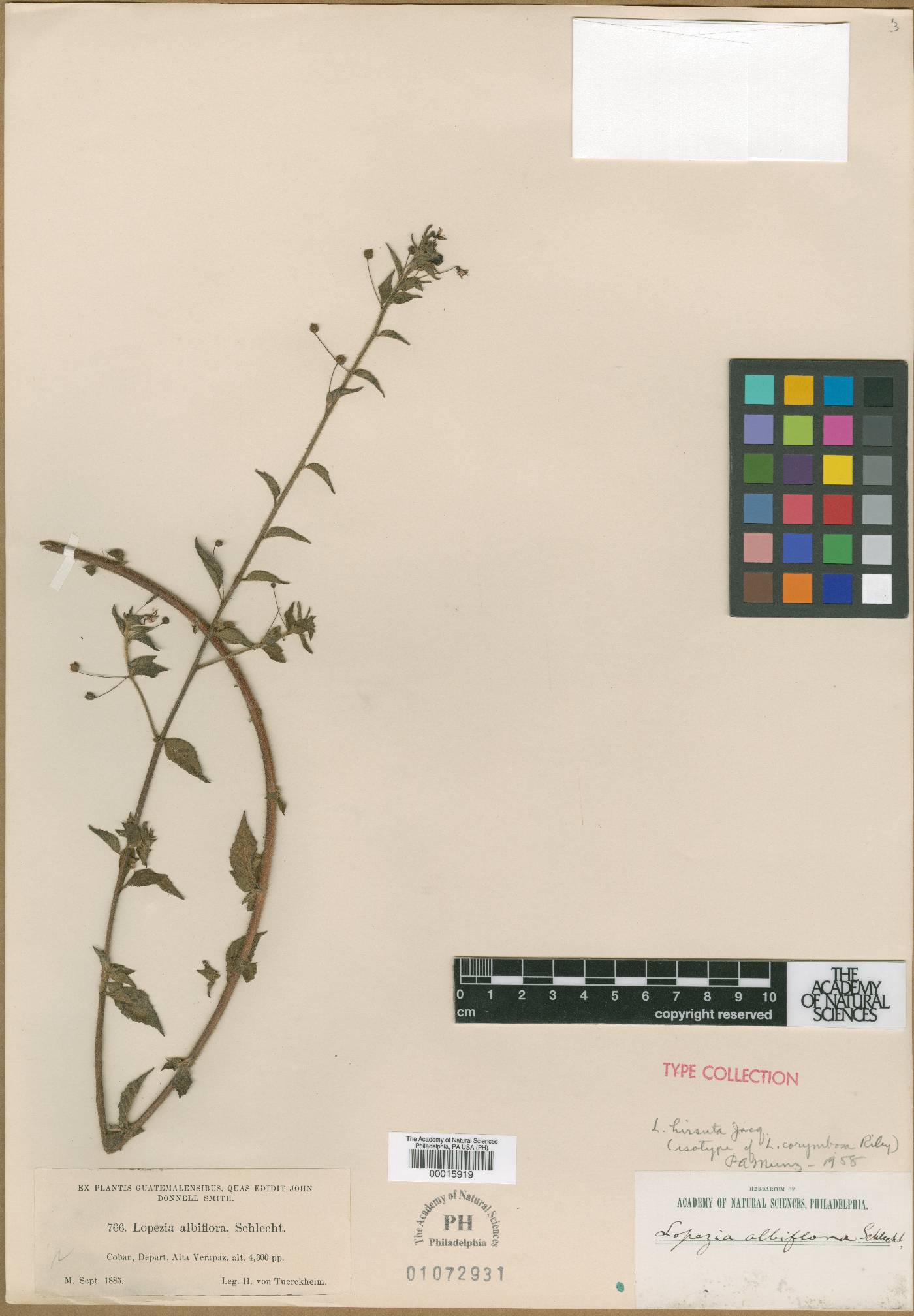 Lopezia racemosa subsp. racemosa image