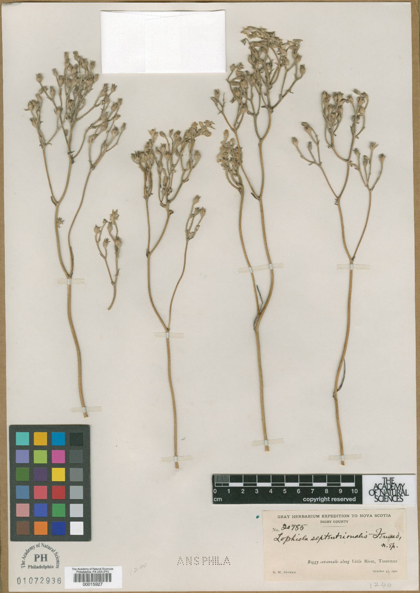 Lophiola septentrionalis image