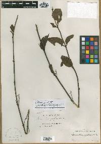Image of Struthanthus acuminatus
