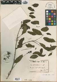 Image of Helixanthera mannii