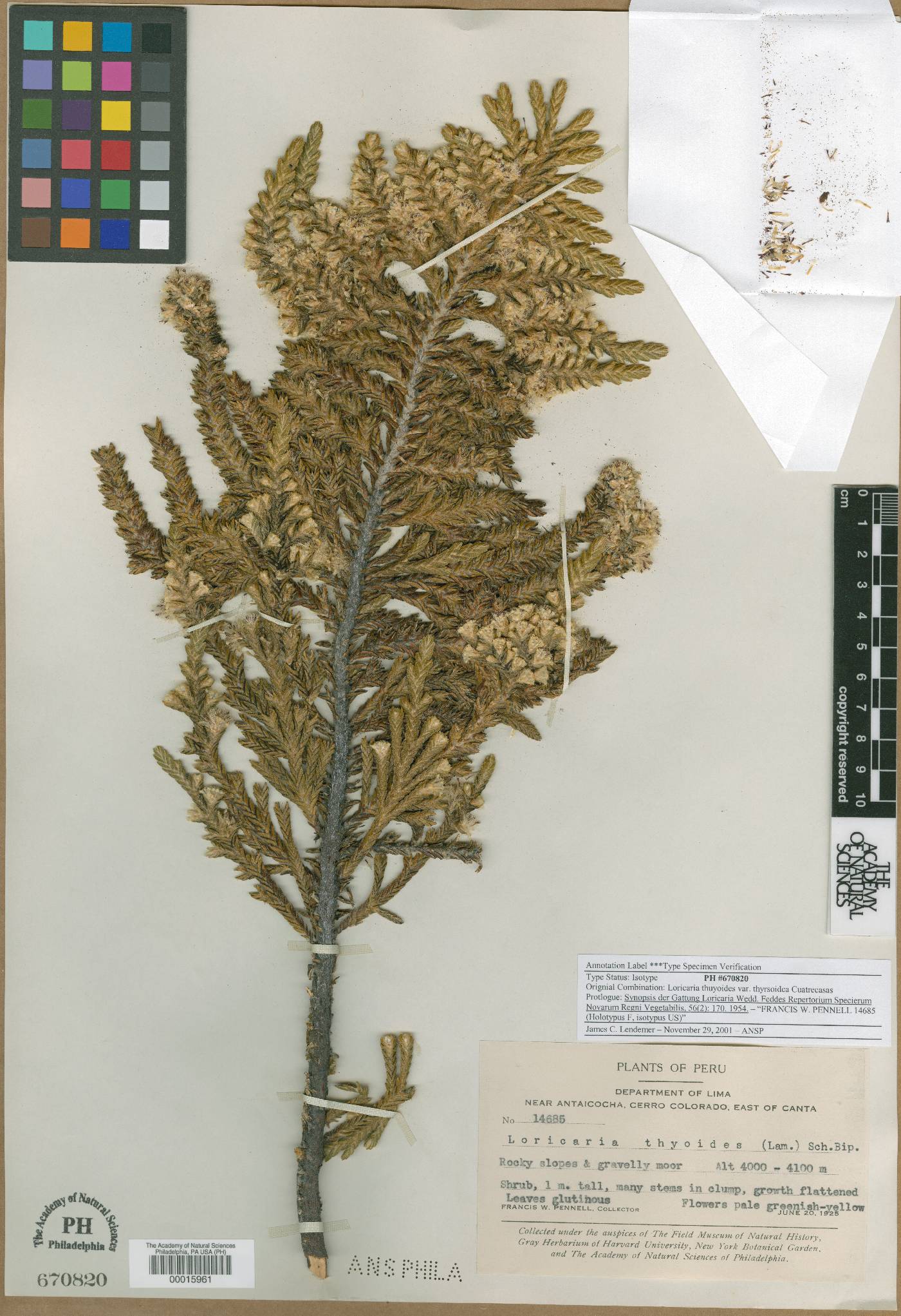 Andicolea thyrsoidea image
