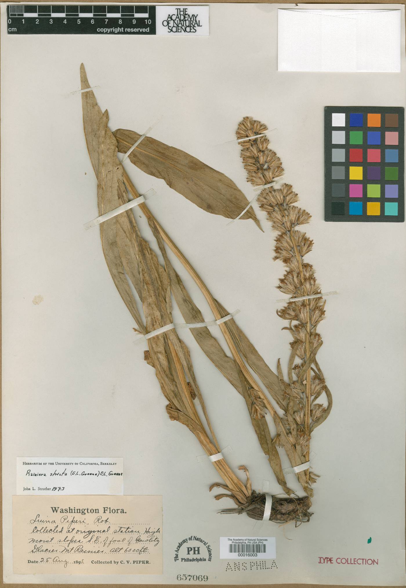 Luina hypoleuca image