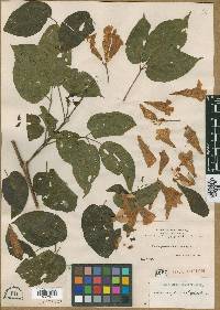 Lundia densiflora image