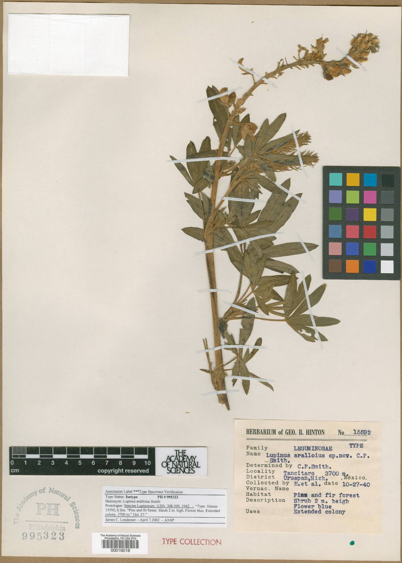 Lupinus aralloius image