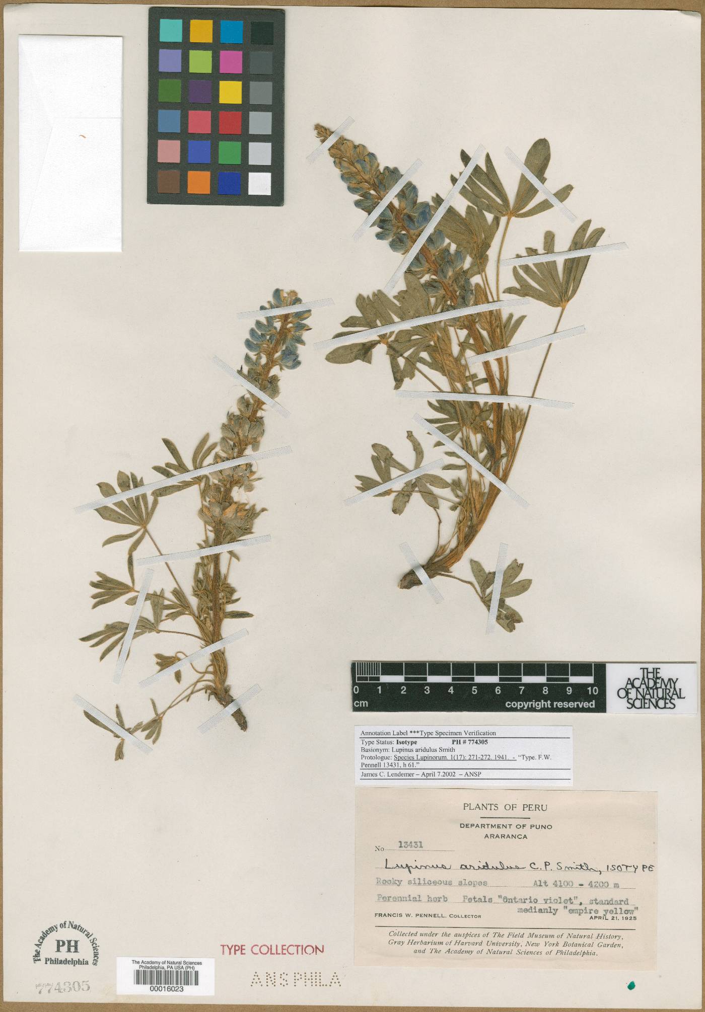 Lupinus aridulus image