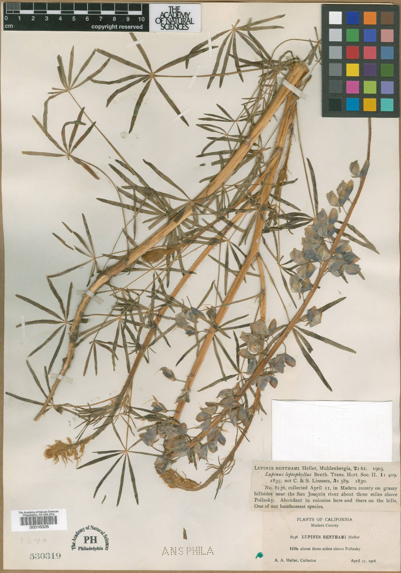 Lupinus benthami image