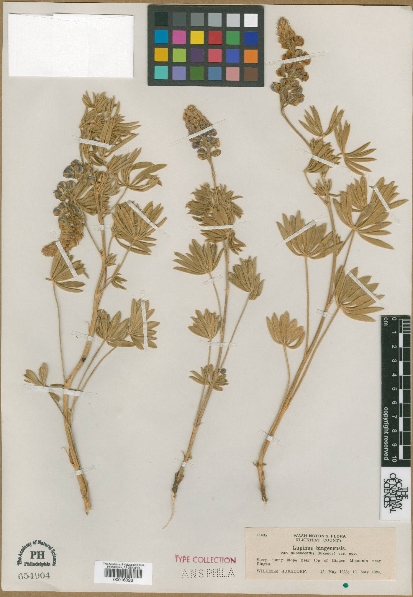 Lupinus bingenensis image