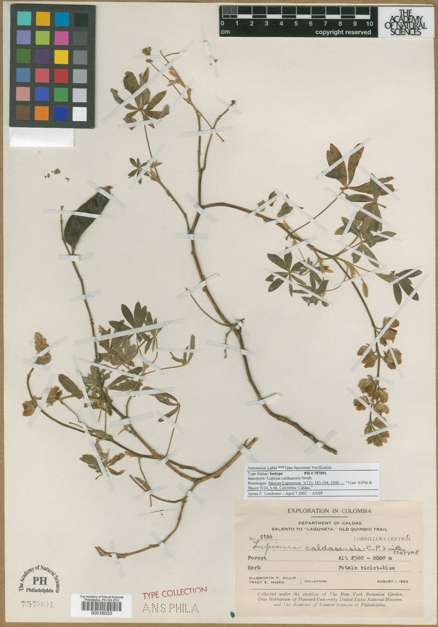 Lupinus caldasensis image