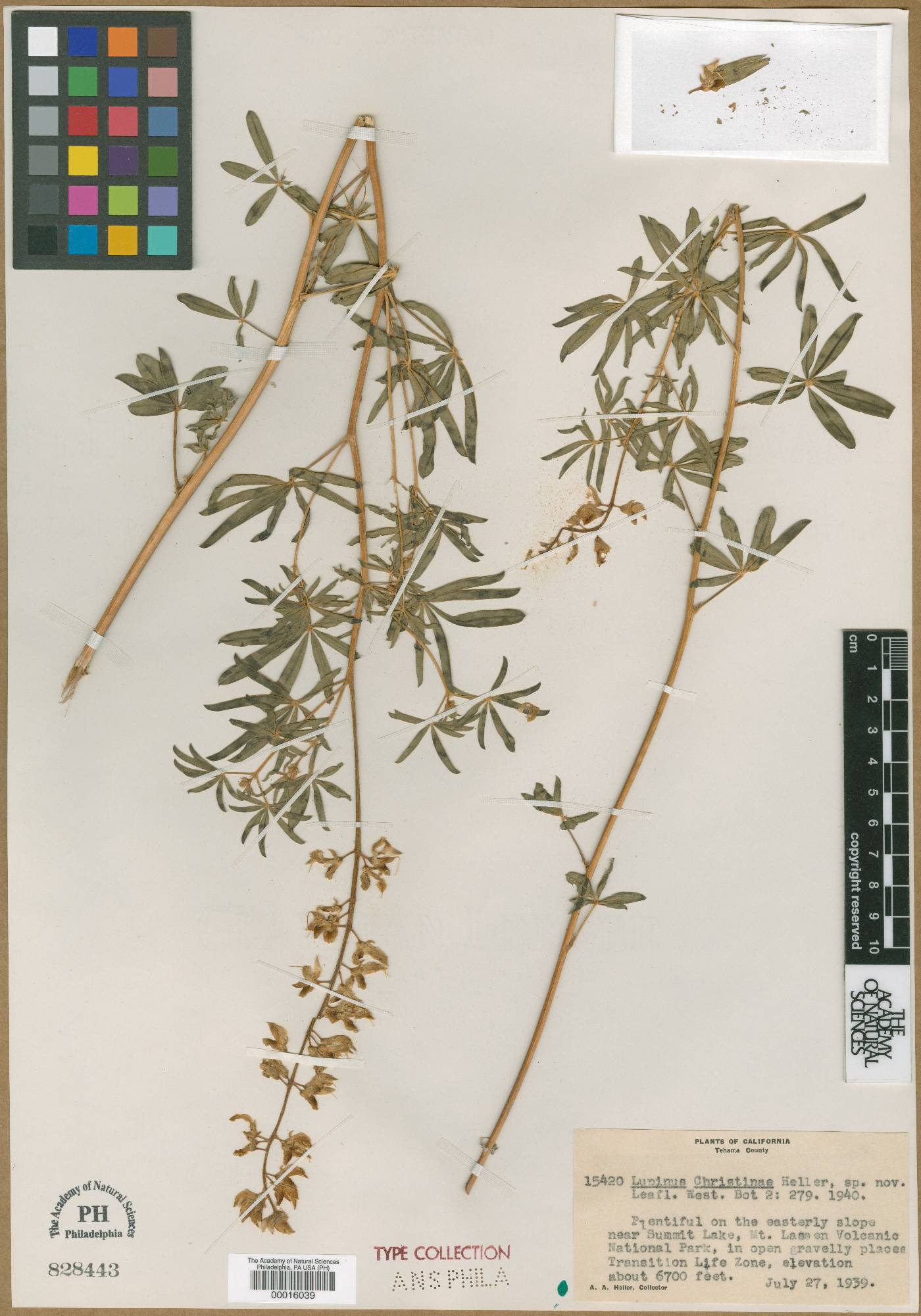 Lupinus christinae image