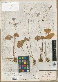 Ionoxalis obliqua image