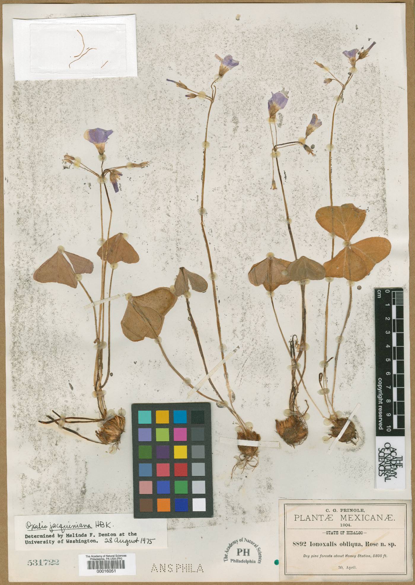 Ionoxalis obliqua image