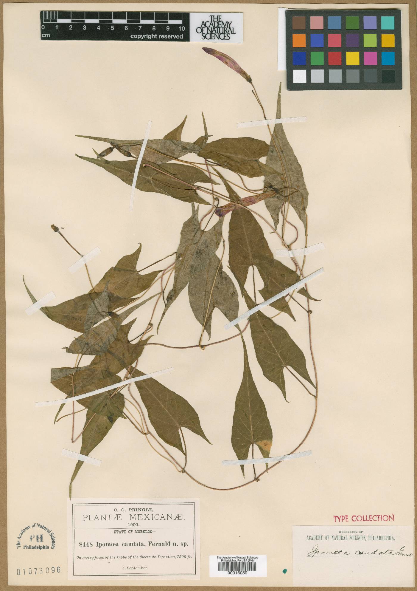 Ipomoea caudata image