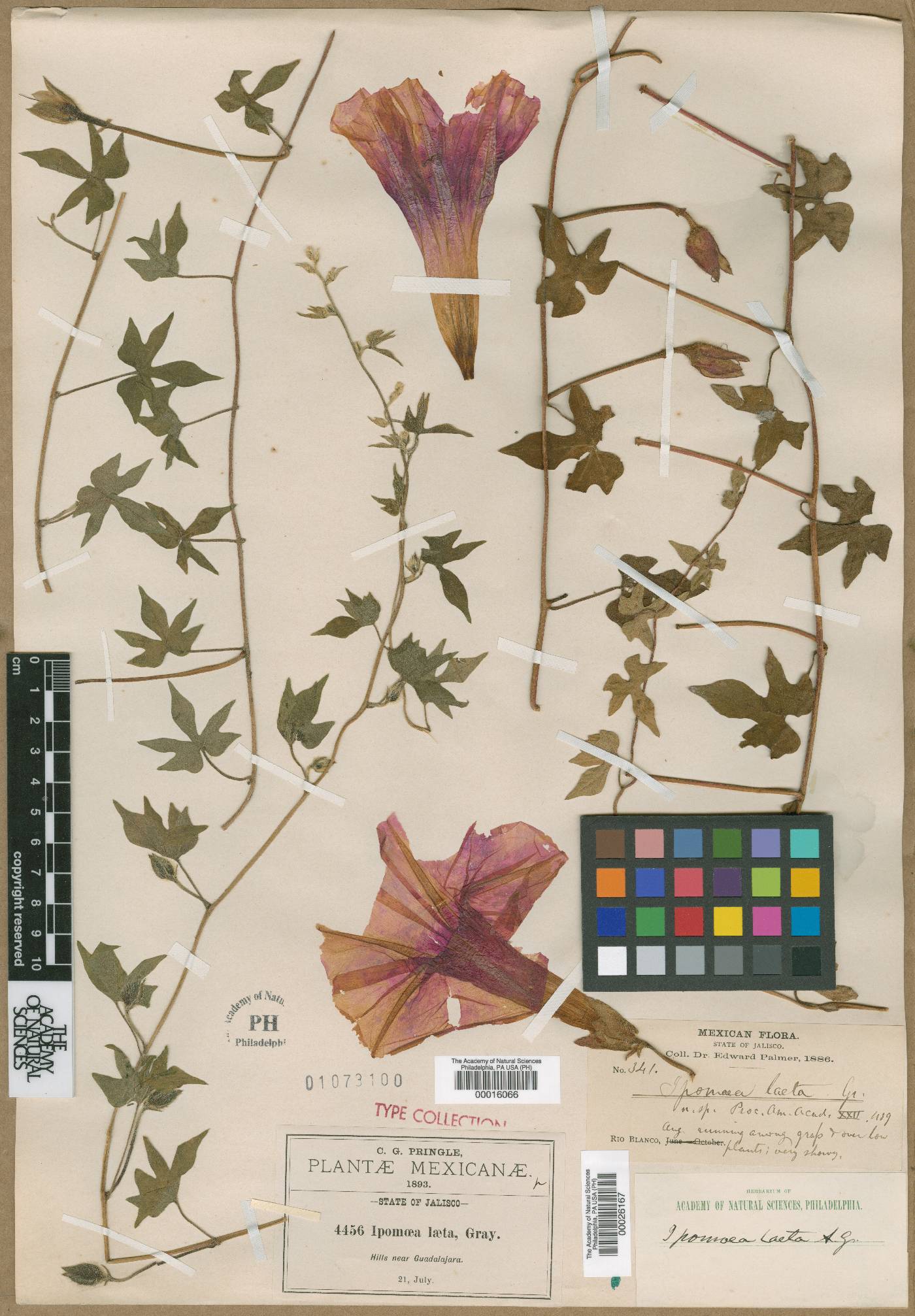 Ipomoea laeta image