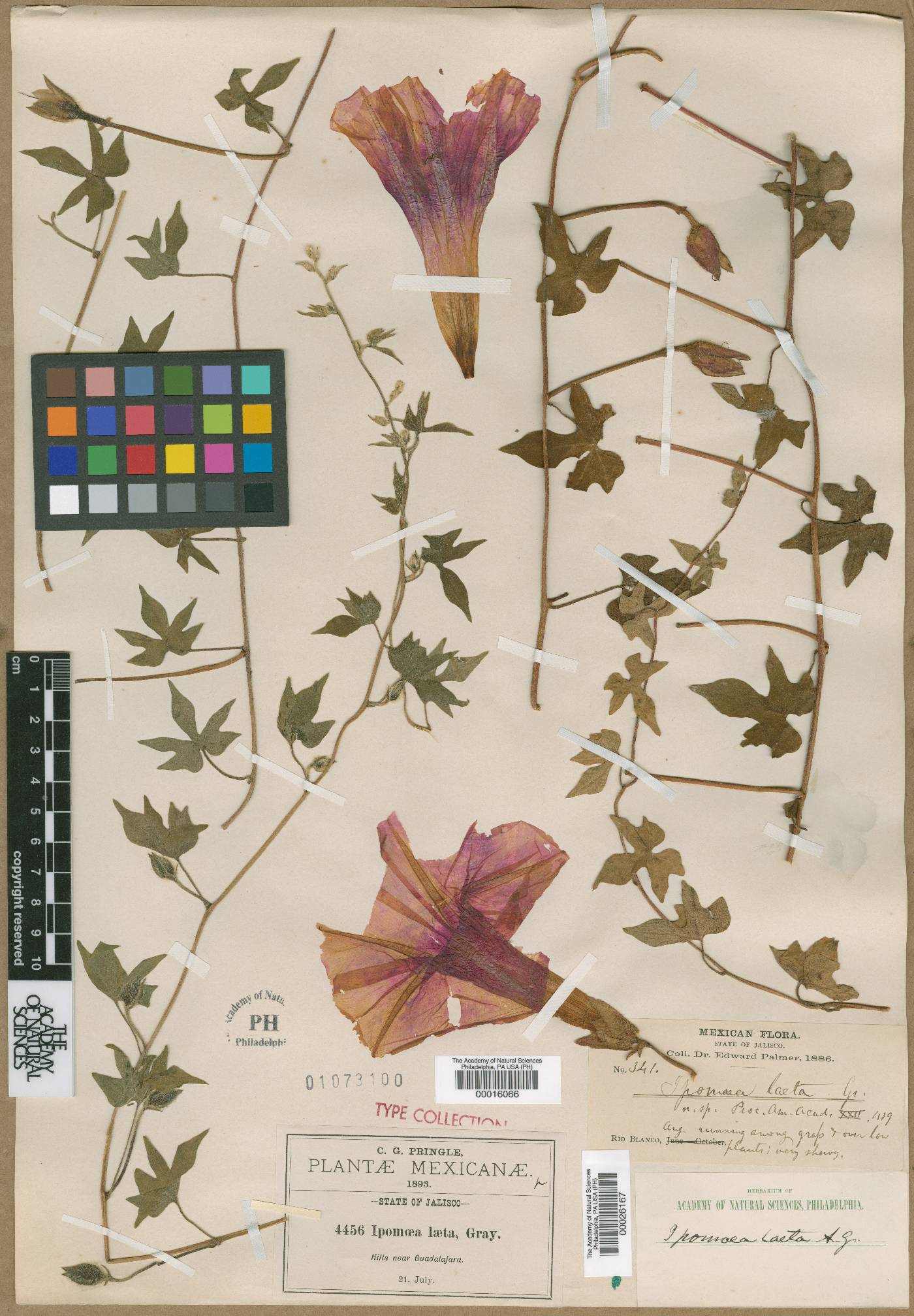 Ipomoea laeta image