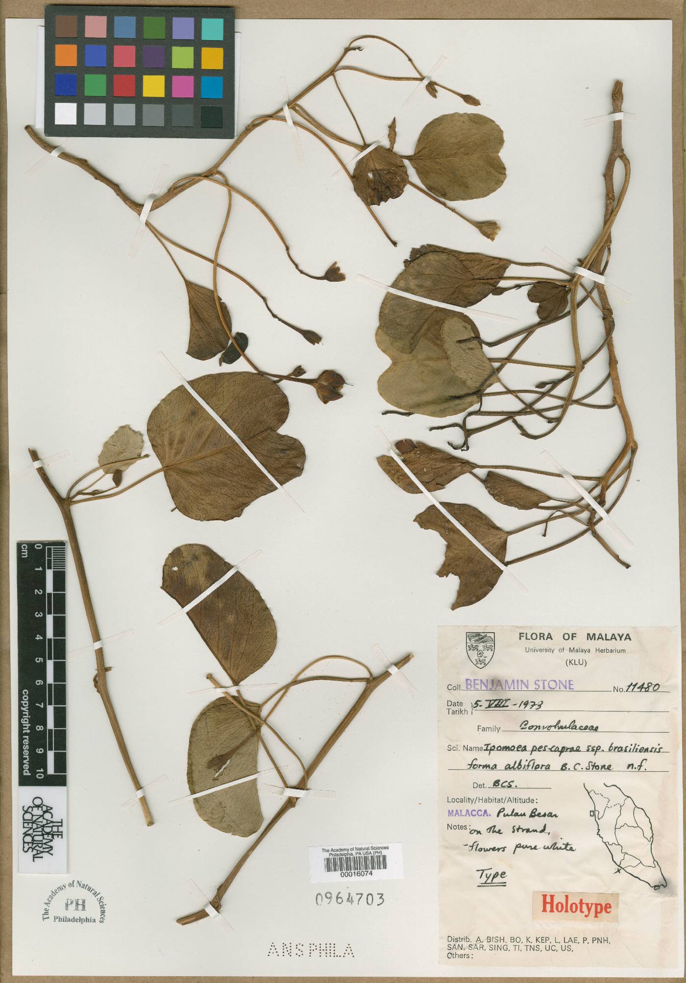 Ipomoea pes-caprae subsp. pes-caprae image