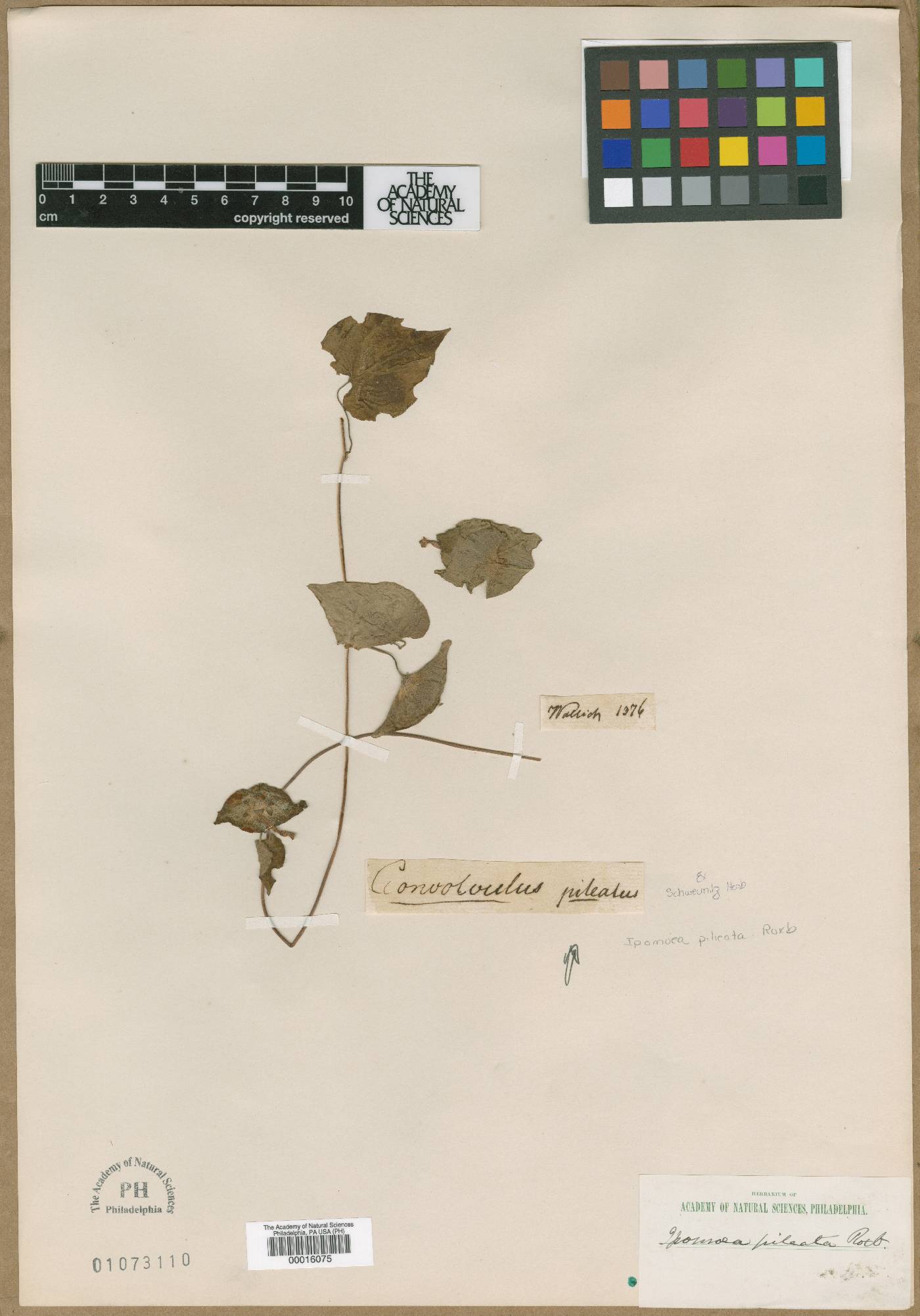 Ipomoea pileata image