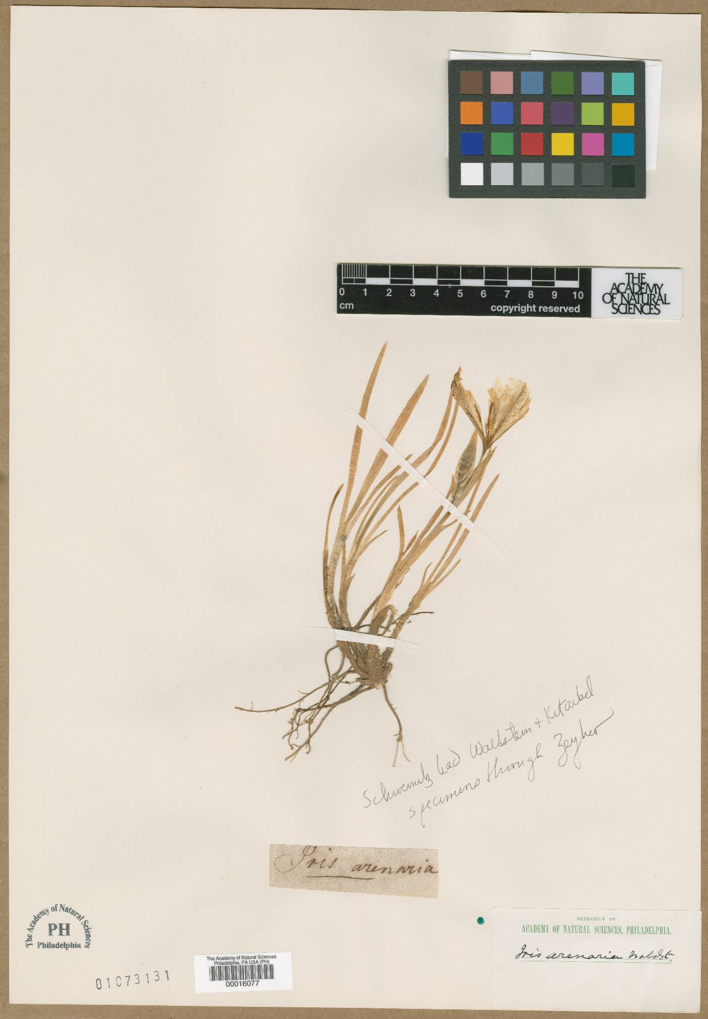 Iris arenaria image