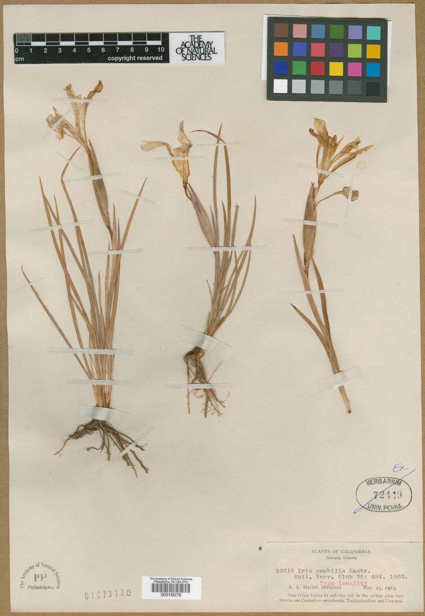 Iris amabilis image