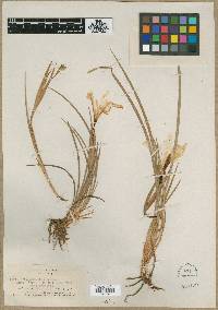 Iris amabilis image