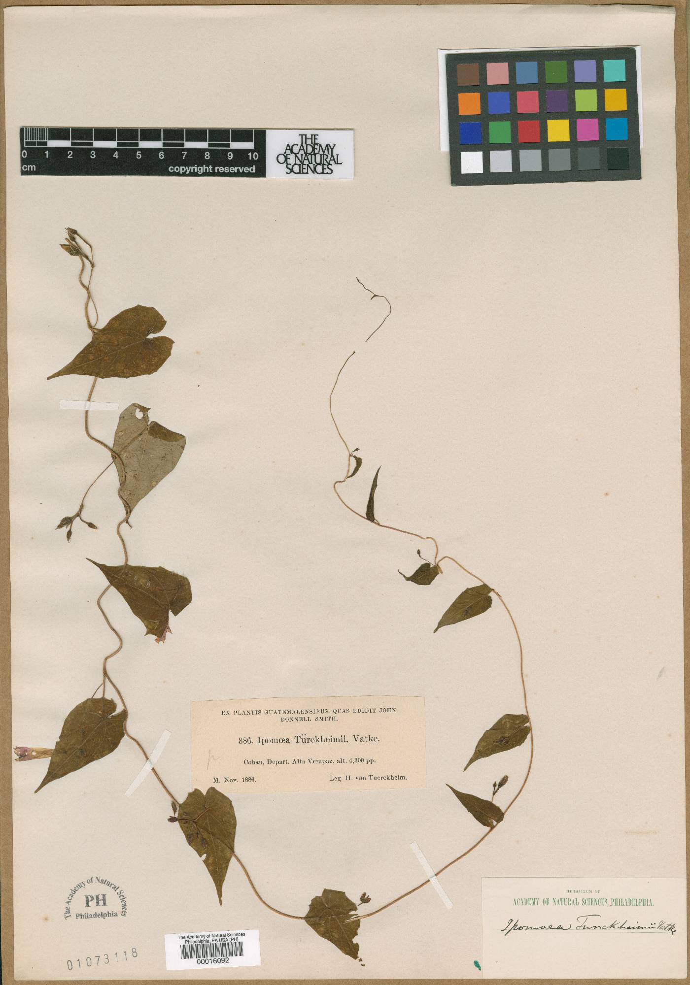 Ipomoea aristolochiifolia image