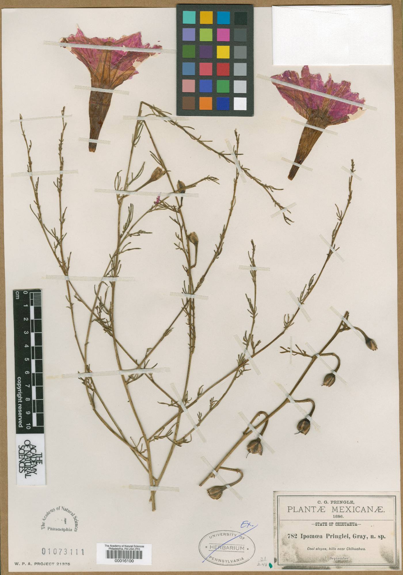 Ipomoea pringlei image