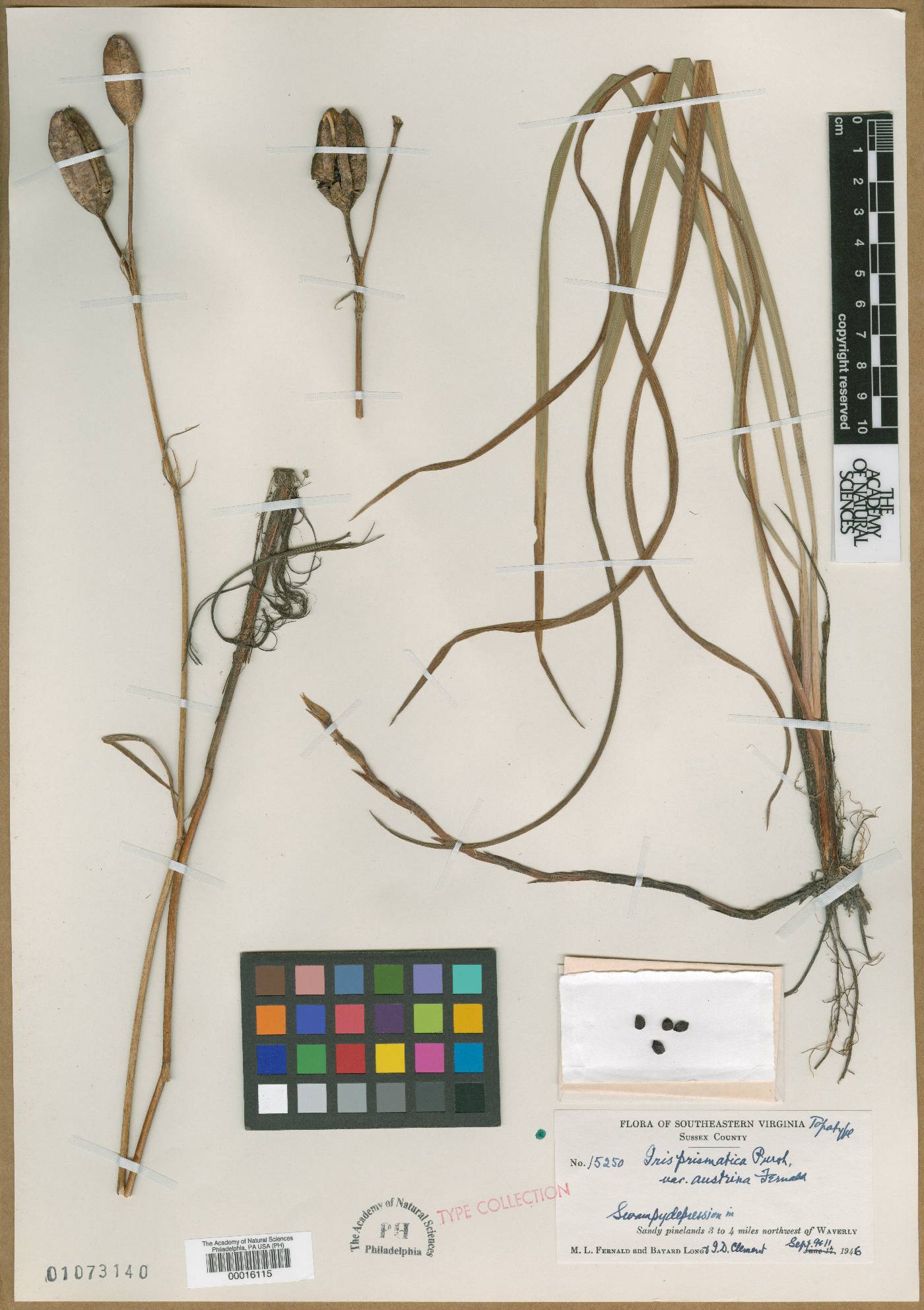 Iris prismatica var. austrina image