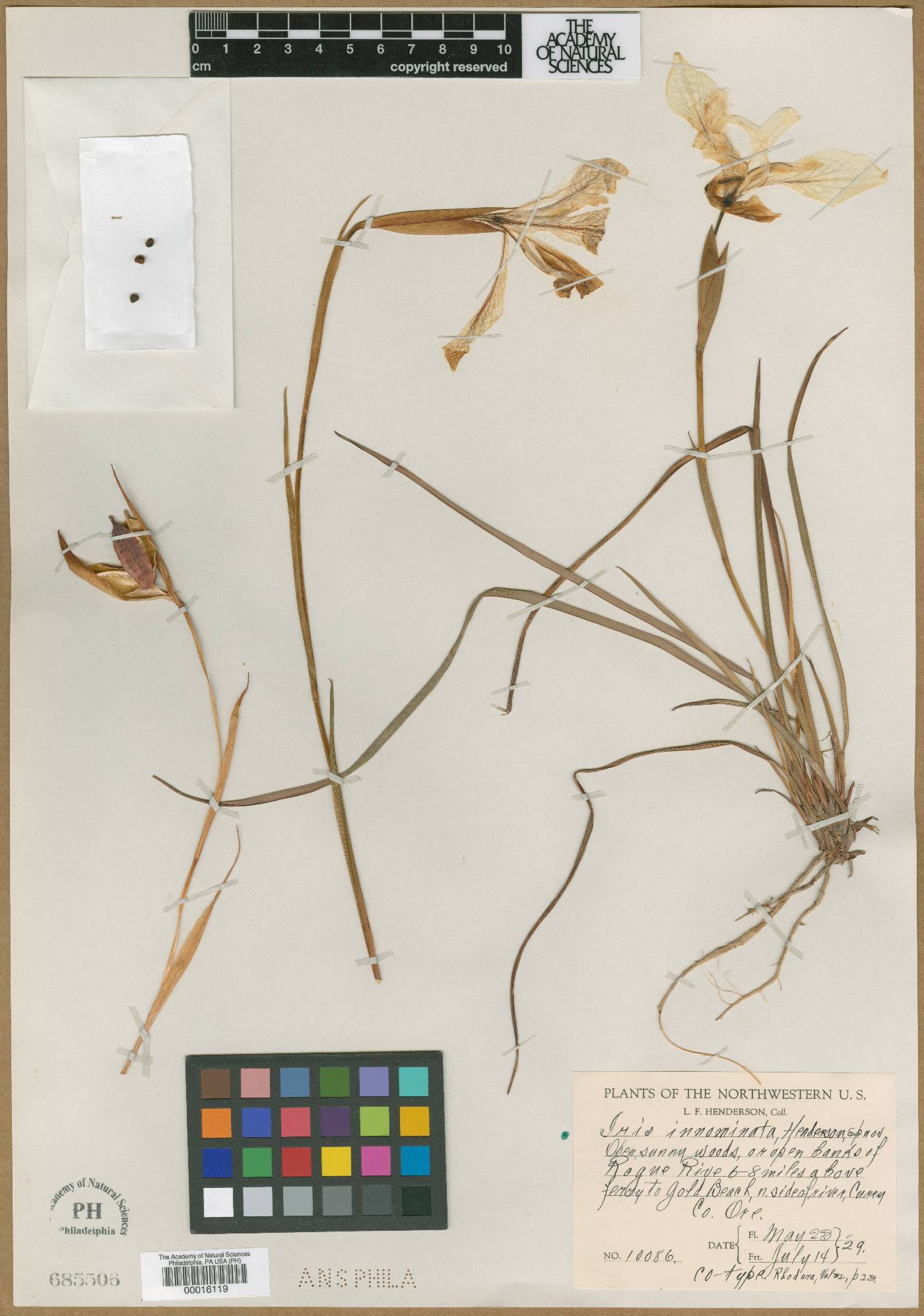 Iris innominata image
