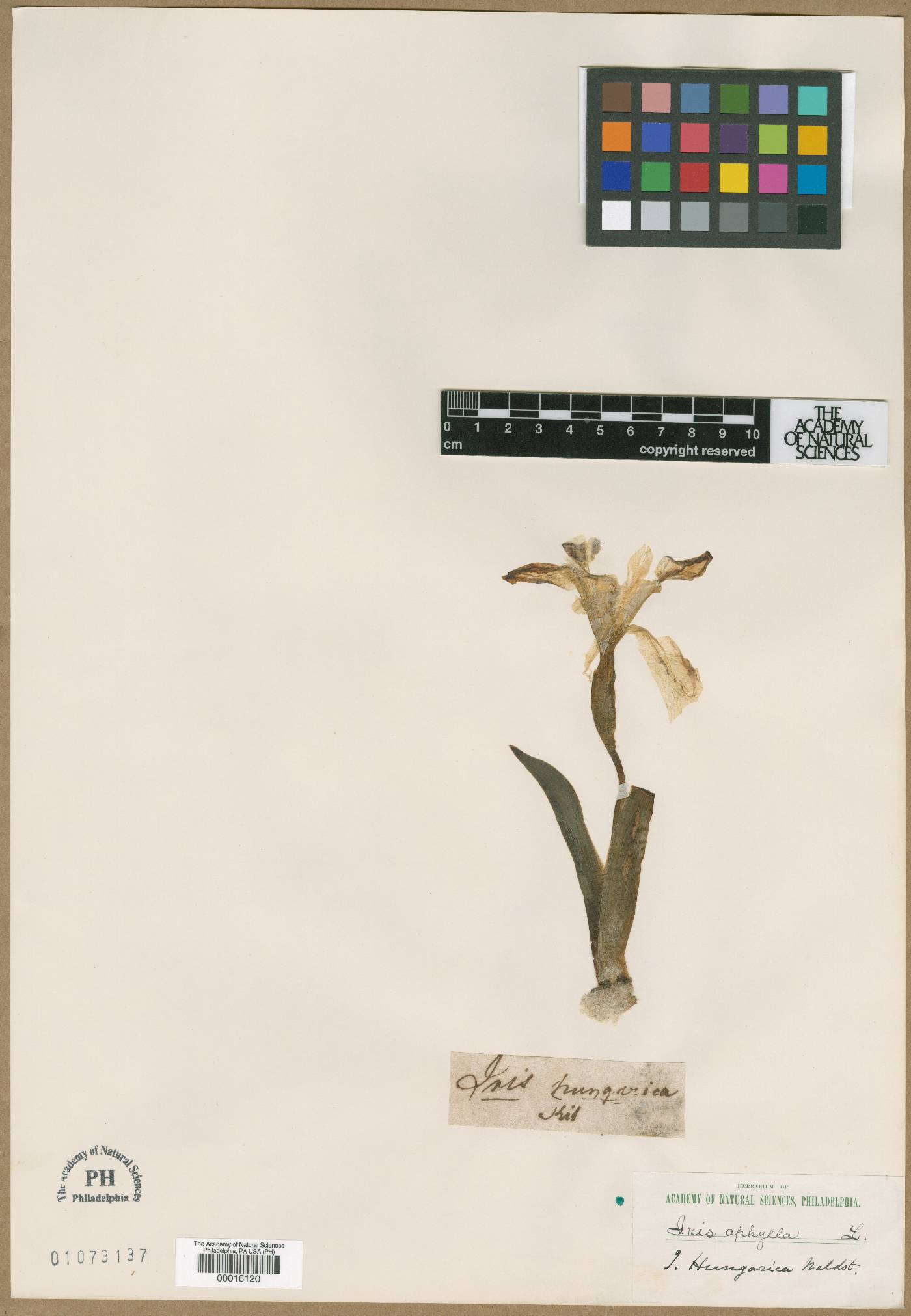 Iris aphylla image