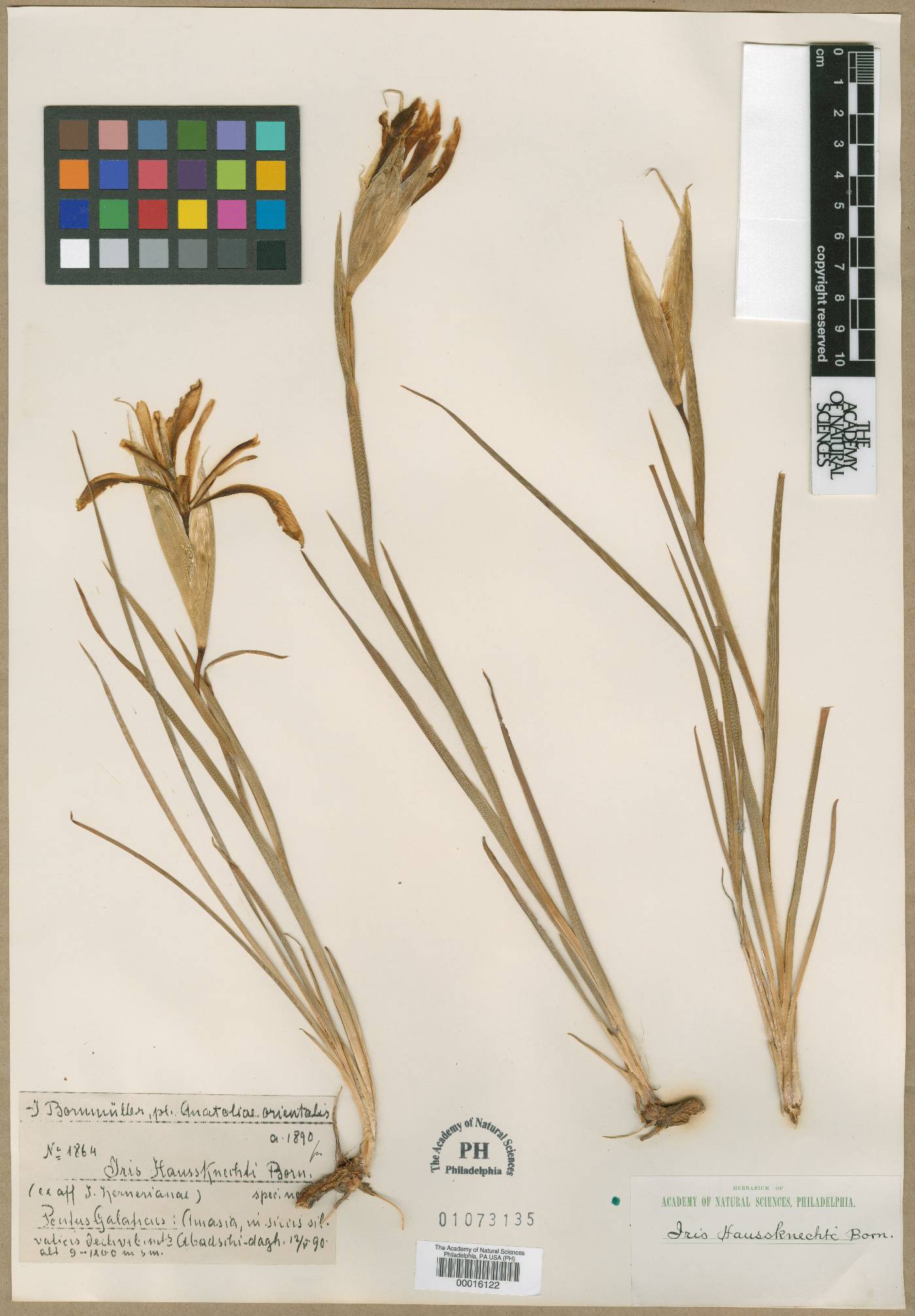Iris haussknechtii image