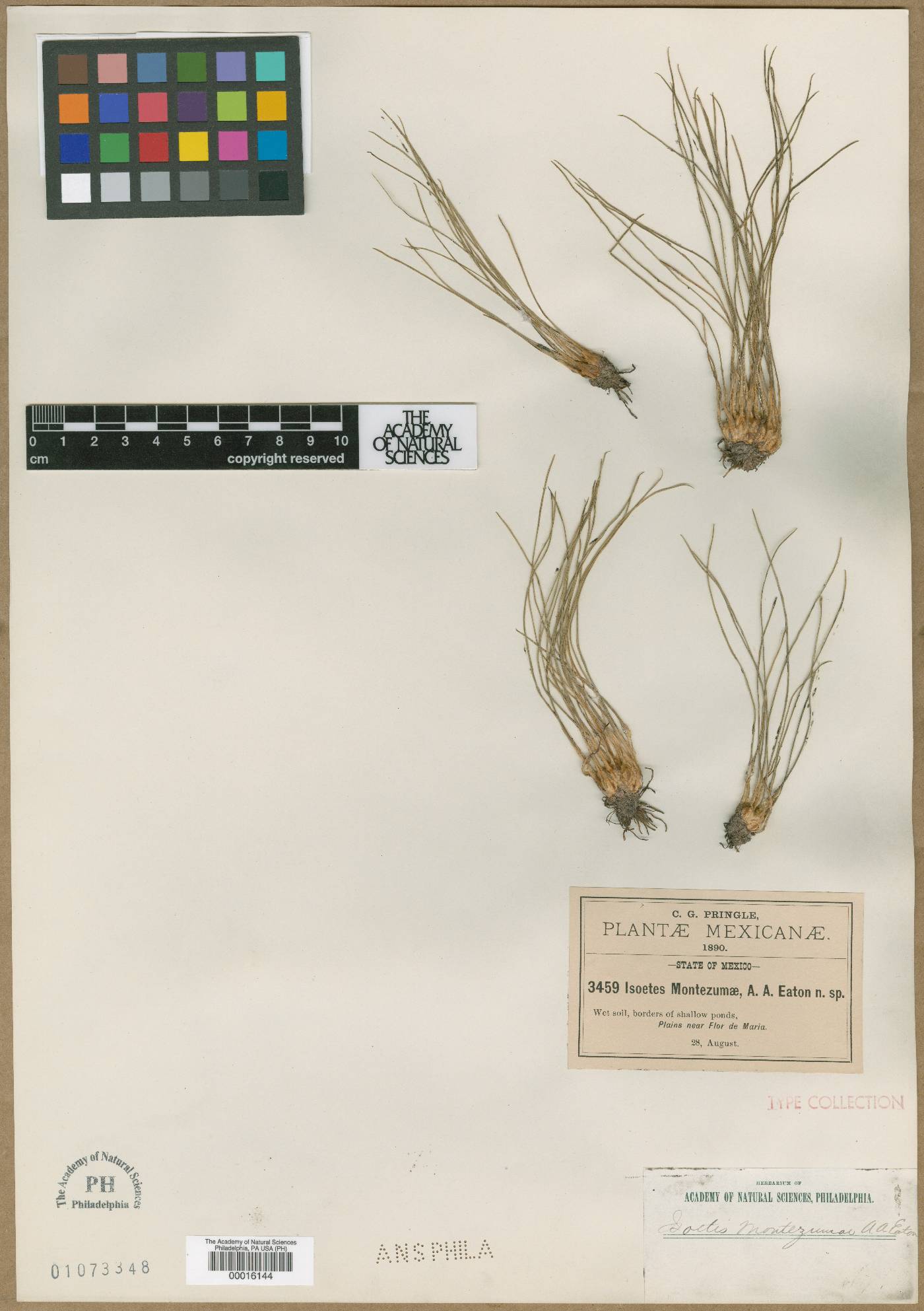 Isoëtes montezumae image