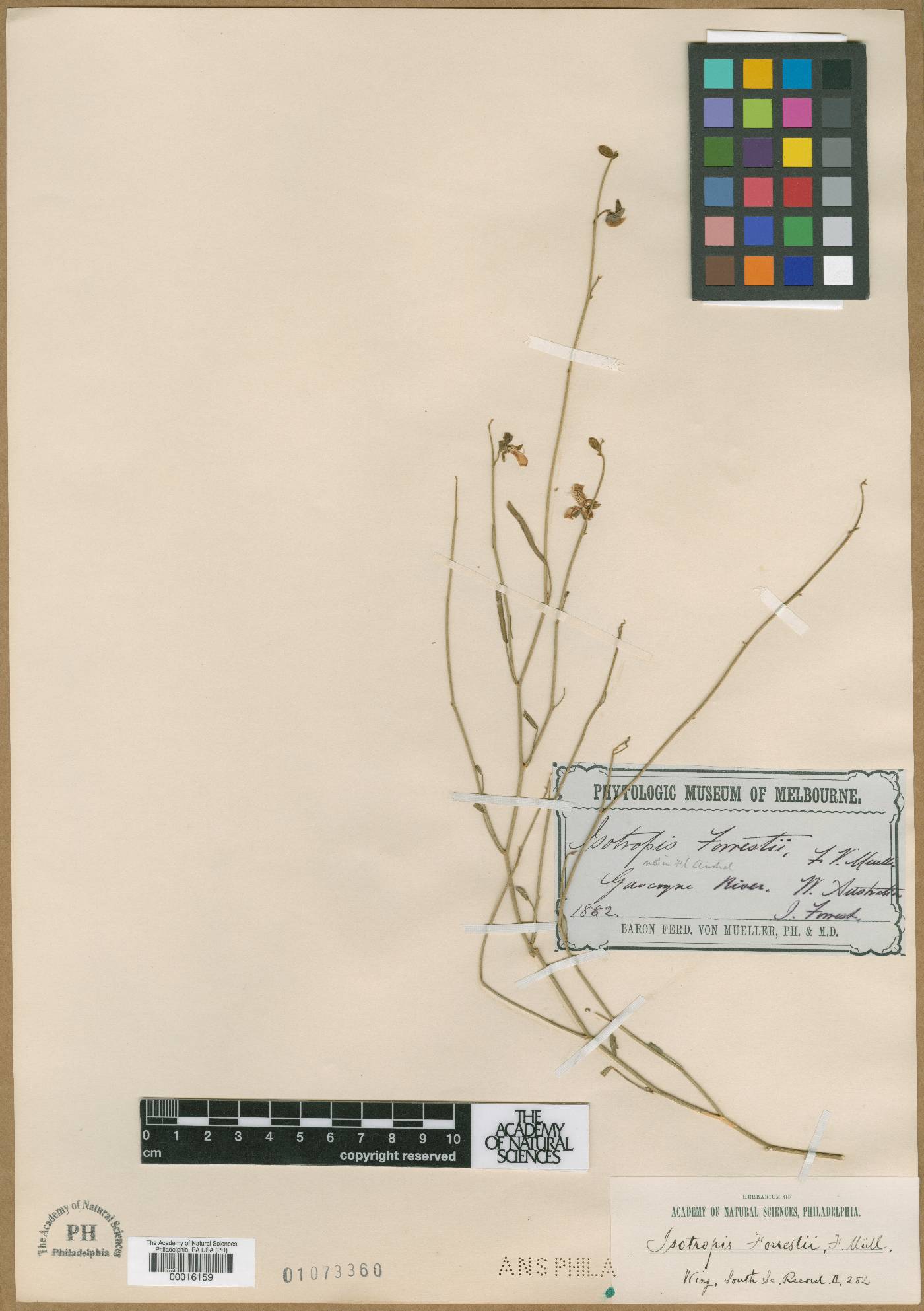 Isotropis forrestii image