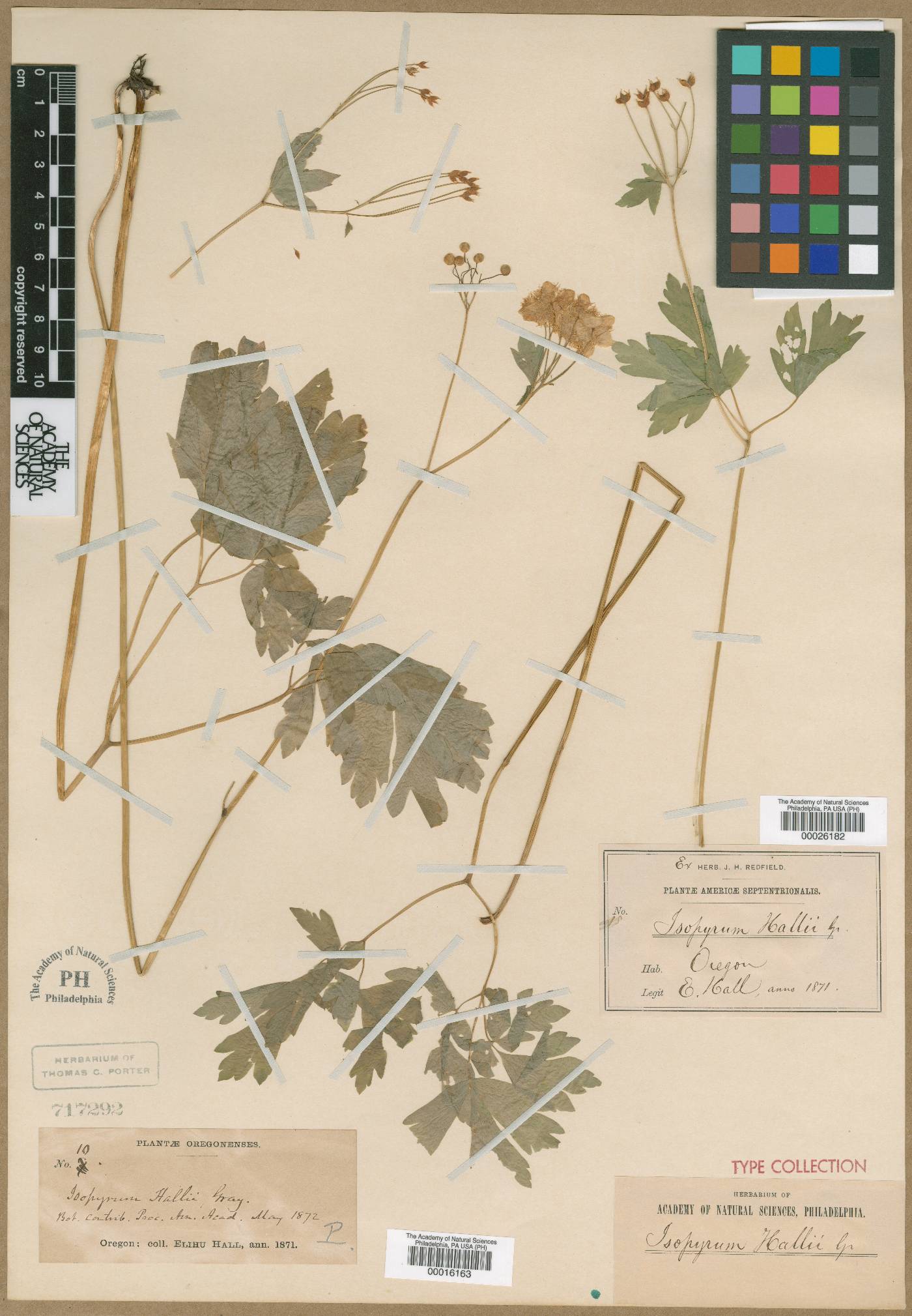 Isopyrum hallii image