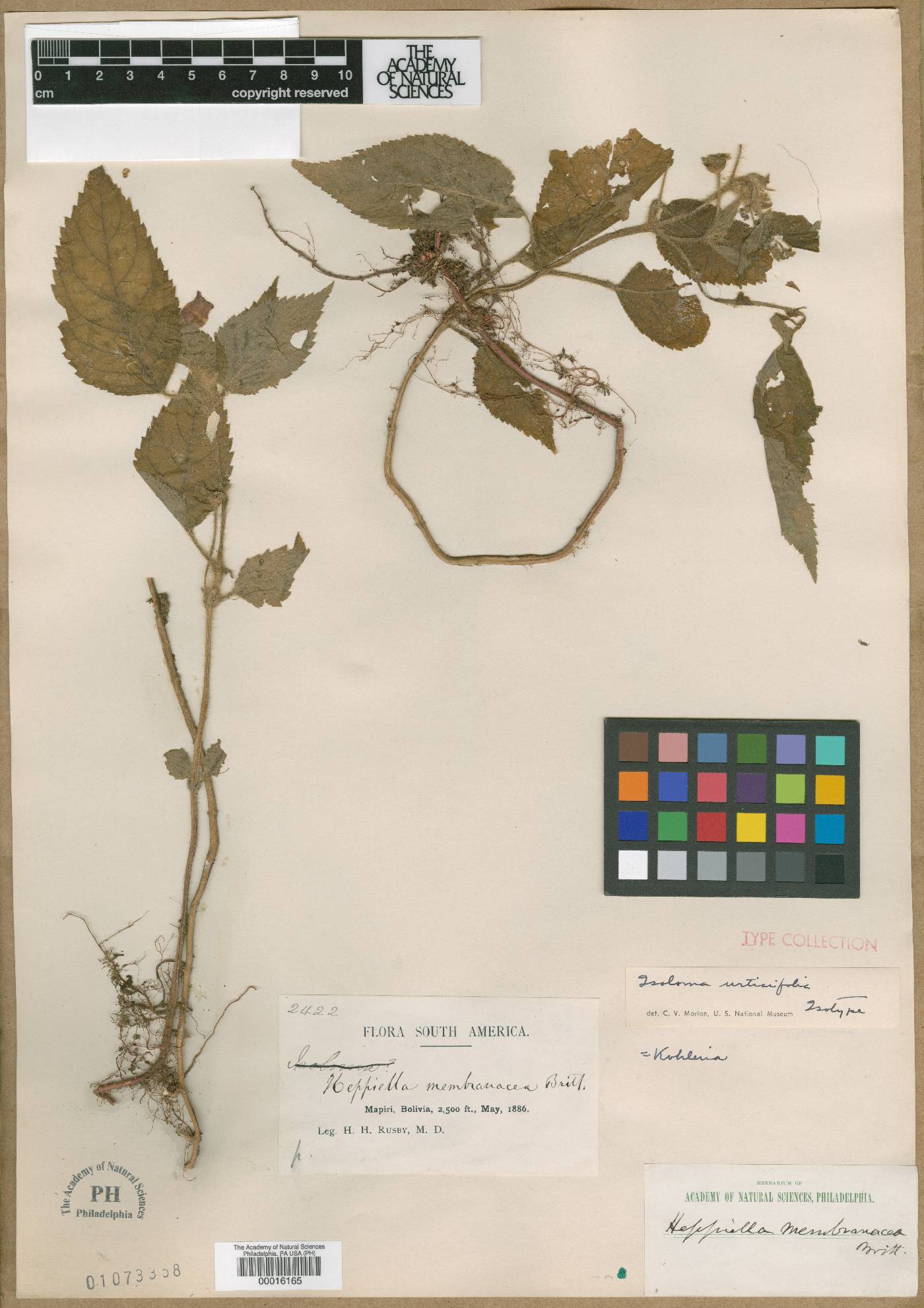 Pearcea sprucei var. parviflora image