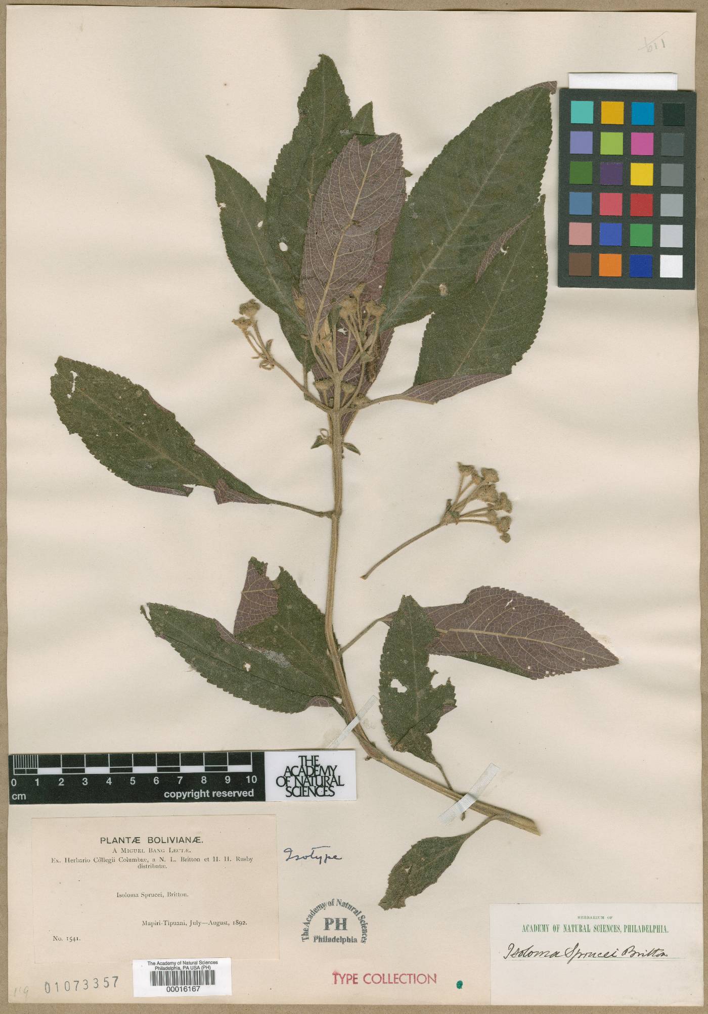 Pearcea sprucei var. sprucei image
